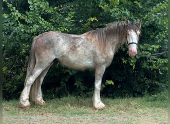 Cob Irlandese / Tinker / Gypsy Vanner, Castrone, 4 Anni, 144 cm