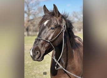 Cob Irlandese / Tinker / Gypsy Vanner, Castrone, 4 Anni, 145 cm, Morello