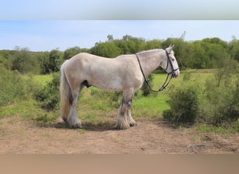 Cob Irlandese / Tinker / Gypsy Vanner, Castrone, 4 Anni, 145 cm, Palomino