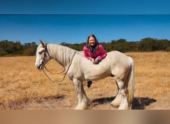 Cob Irlandese / Tinker / Gypsy Vanner, Castrone, 4 Anni, 145 cm, Palomino