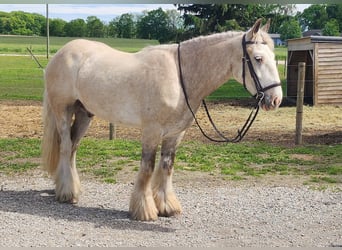 Cob Irlandese / Tinker / Gypsy Vanner, Castrone, 4 Anni, 145 cm, Palomino