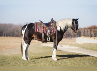 Cob Irlandese / Tinker / Gypsy Vanner Mix, Castrone, 4 Anni, 147 cm, Pezzato