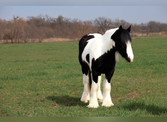 Cob Irlandese / Tinker / Gypsy Vanner, Castrone, 4 Anni, 147 cm, Pezzato