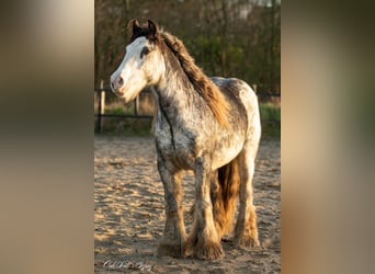 Cob Irlandese / Tinker / Gypsy Vanner, Castrone, 4 Anni, 148 cm, Sabino