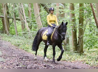 Cob Irlandese / Tinker / Gypsy Vanner, Castrone, 4 Anni, 150 cm, Morello