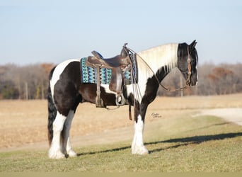 Cob Irlandese / Tinker / Gypsy Vanner Mix, Castrone, 4 Anni, 150 cm, Pezzato