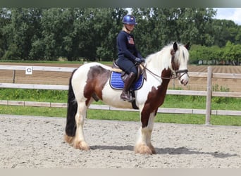 Cob Irlandese / Tinker / Gypsy Vanner, Castrone, 4 Anni, 151 cm, Pezzato