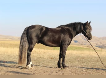 Cob Irlandese / Tinker / Gypsy Vanner Mix, Castrone, 4 Anni, 152 cm, Morello