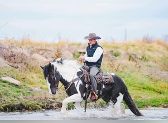 Cob Irlandese / Tinker / Gypsy Vanner Mix, Castrone, 4 Anni, 152 cm, Pezzato