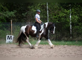 Cob Irlandese / Tinker / Gypsy Vanner Mix, Castrone, 4 Anni, 152 cm, Tobiano-tutti i colori
