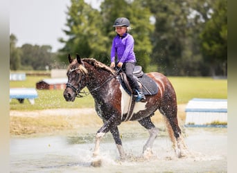 Cob Irlandese / Tinker / Gypsy Vanner Mix, Castrone, 4 Anni, 152 cm, Tobiano-tutti i colori