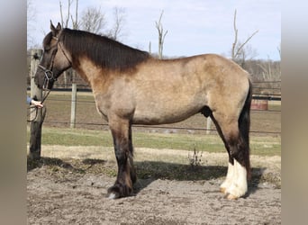 Cob Irlandese / Tinker / Gypsy Vanner Mix, Castrone, 4 Anni, 160 cm, Grullo