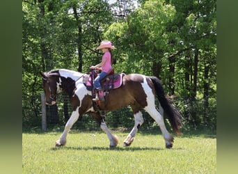 Cob Irlandese / Tinker / Gypsy Vanner Mix, Castrone, 4 Anni, 163 cm, Pezzato