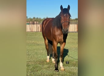 Cob Irlandese / Tinker / Gypsy Vanner, Castrone, 4 Anni, Baio ciliegia