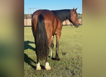Cob Irlandese / Tinker / Gypsy Vanner, Castrone, 4 Anni, Baio ciliegia