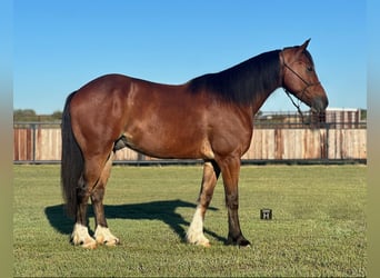 Cob Irlandese / Tinker / Gypsy Vanner, Castrone, 4 Anni, Baio ciliegia