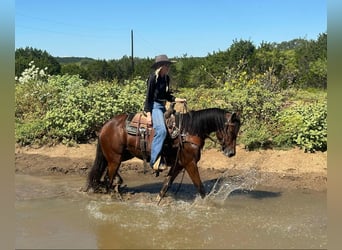 Cob Irlandese / Tinker / Gypsy Vanner, Castrone, 4 Anni, Baio ciliegia