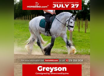 Cob Irlandese / Tinker / Gypsy Vanner, Castrone, 4 Anni, Grigio