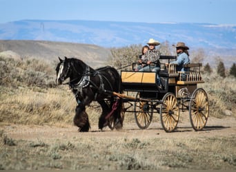 Cob Irlandese / Tinker / Gypsy Vanner, Castrone, 4 Anni, Morello