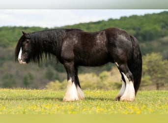 Cob Irlandese / Tinker / Gypsy Vanner, Castrone, 4 Anni, Morello