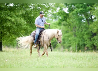 Cob Irlandese / Tinker / Gypsy Vanner Mix, Castrone, 4 Anni, Palomino