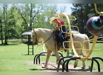 Cob Irlandese / Tinker / Gypsy Vanner Mix, Castrone, 4 Anni, Palomino