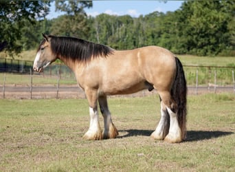 Cob Irlandese / Tinker / Gypsy Vanner, Castrone, 4 Anni, Pelle di daino