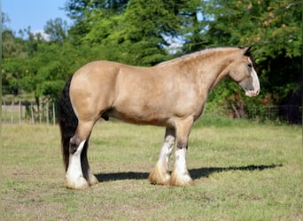 Cob Irlandese / Tinker / Gypsy Vanner, Castrone, 4 Anni, Pelle di daino