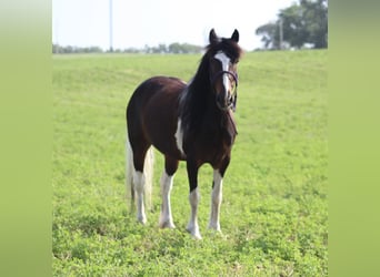 Cob Irlandese / Tinker / Gypsy Vanner Mix, Castrone, 4 Anni, Pezzato