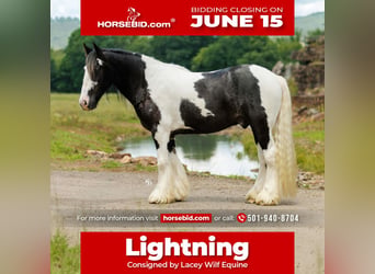 Cob Irlandese / Tinker / Gypsy Vanner, Castrone, 4 Anni, Pezzato