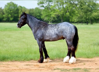 Cob Irlandese / Tinker / Gypsy Vanner Mix, Castrone, 4 Anni, Roano blu