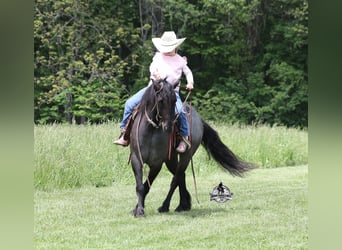 Cob Irlandese / Tinker / Gypsy Vanner, Castrone, 4 Anni, Roano blu