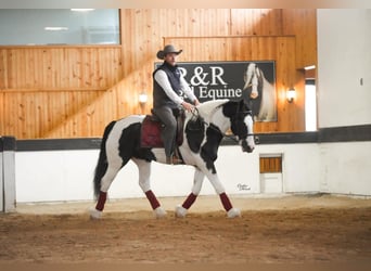 Cob Irlandese / Tinker / Gypsy Vanner Mix, Castrone, 4 Anni, Tobiano-tutti i colori