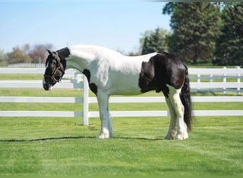 Cob Irlandese / Tinker / Gypsy Vanner Mix, Castrone, 4 Anni, Tobiano-tutti i colori