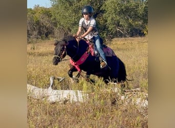 Cob Irlandese / Tinker / Gypsy Vanner Mix, Castrone, 5 Anni, 122 cm, Pezzato