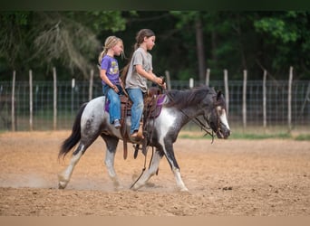 Cob Irlandese / Tinker / Gypsy Vanner Mix, Castrone, 5 Anni, 122 cm, Pezzato