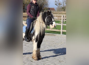 Cob Irlandese / Tinker / Gypsy Vanner, Castrone, 5 Anni, 124 cm, Pezzato
