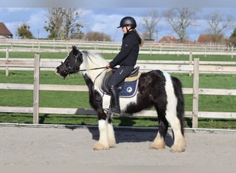 Cob Irlandese / Tinker / Gypsy Vanner, Castrone, 5 Anni, 125 cm, Pezzato