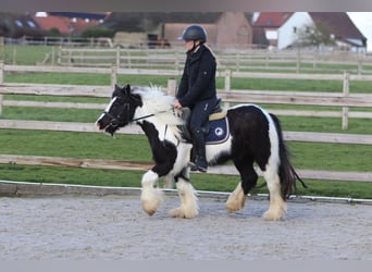 Cob Irlandese / Tinker / Gypsy Vanner, Castrone, 5 Anni, 125 cm, Pezzato