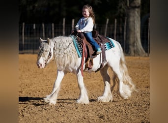 Cob Irlandese / Tinker / Gypsy Vanner, Castrone, 5 Anni, 127 cm, Sabino