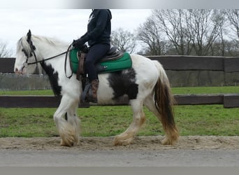 Cob Irlandese / Tinker / Gypsy Vanner, Castrone, 5 Anni, 130 cm, Pezzato