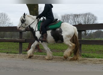 Cob Irlandese / Tinker / Gypsy Vanner, Castrone, 5 Anni, 130 cm, Pezzato