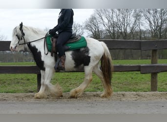 Cob Irlandese / Tinker / Gypsy Vanner, Castrone, 5 Anni, 130 cm, Pezzato