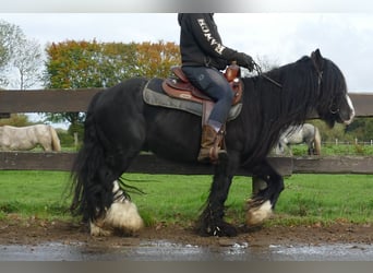 Cob Irlandese / Tinker / Gypsy Vanner, Castrone, 5 Anni, 133 cm, Morello