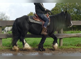 Cob Irlandese / Tinker / Gypsy Vanner, Castrone, 5 Anni, 133 cm, Morello