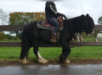 Cob Irlandese / Tinker / Gypsy Vanner, Castrone, 5 Anni, 133 cm, Morello