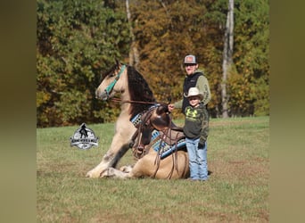Cob Irlandese / Tinker / Gypsy Vanner, Castrone, 5 Anni, 142 cm, Pelle di daino