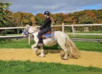 Cob Irlandese / Tinker / Gypsy Vanner, Castrone, 5 Anni, 143 cm, Pezzato