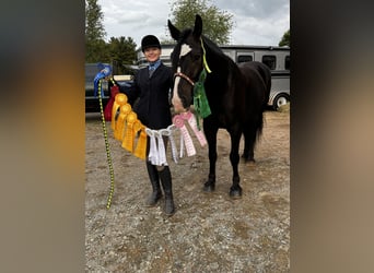 Cob Irlandese / Tinker / Gypsy Vanner Mix, Castrone, 5 Anni, 145 cm, Baio ciliegia
