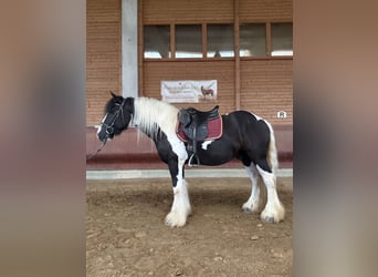 Cob Irlandese / Tinker / Gypsy Vanner, Castrone, 5 Anni, 145 cm